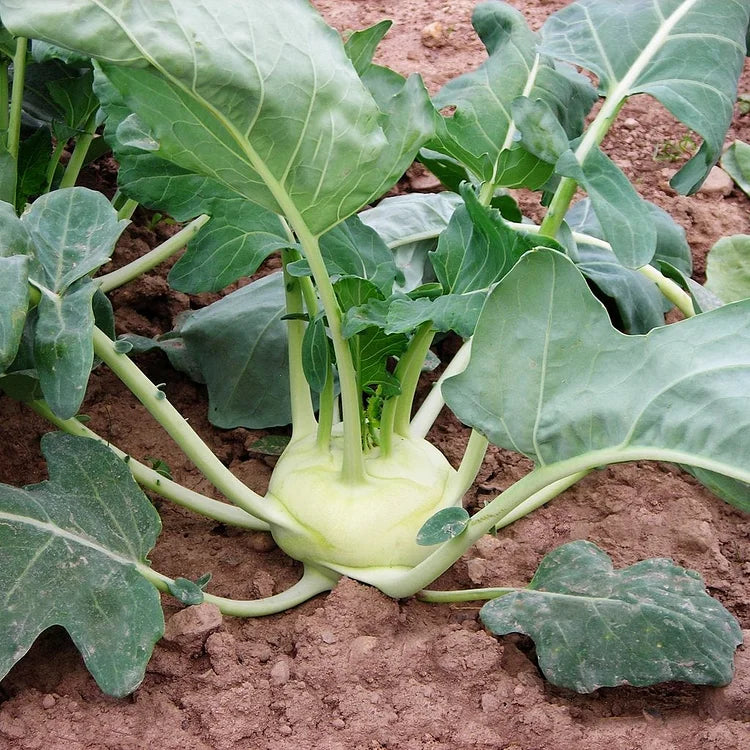Kohlrabi Seeds